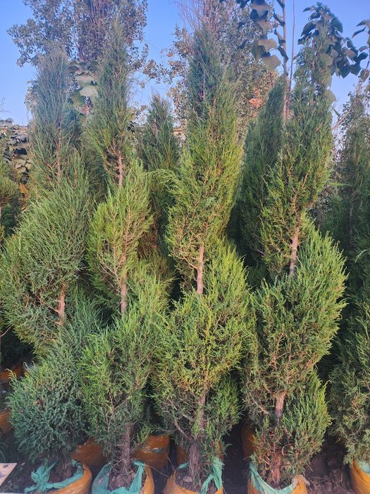 Xar xil turdagi kuchatlar bor boshlangʻich narx 70 mingdan