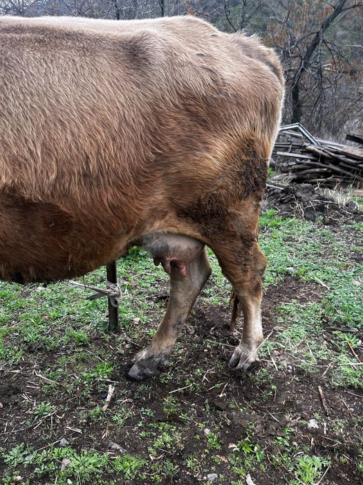 Продам молочный корову