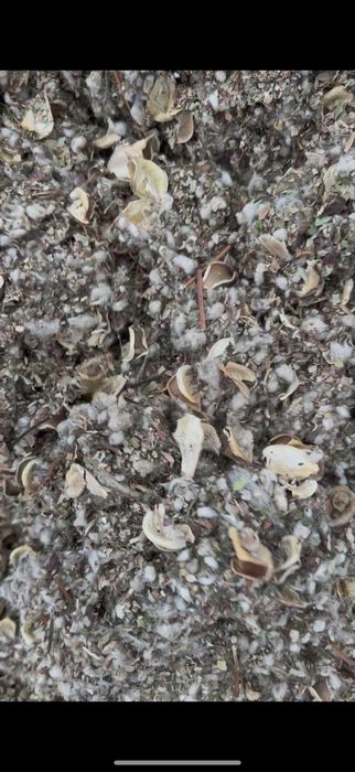 Мақта қауашағы сатылады