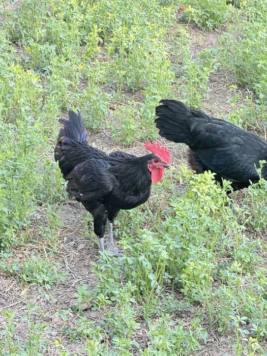 Xoʻroz sotiladi.