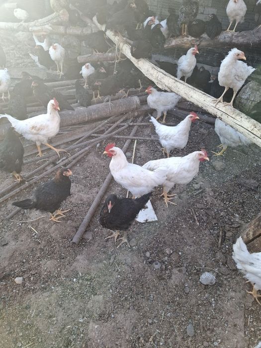 Qora shaxzoda nomli Jojalar Кора шахзода номли жужалар