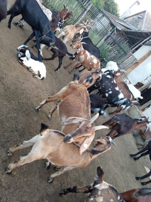 Vând 12 capre anglo nubiene