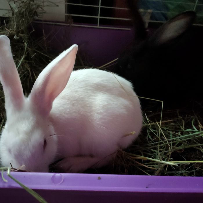 Iepurași drăgălași