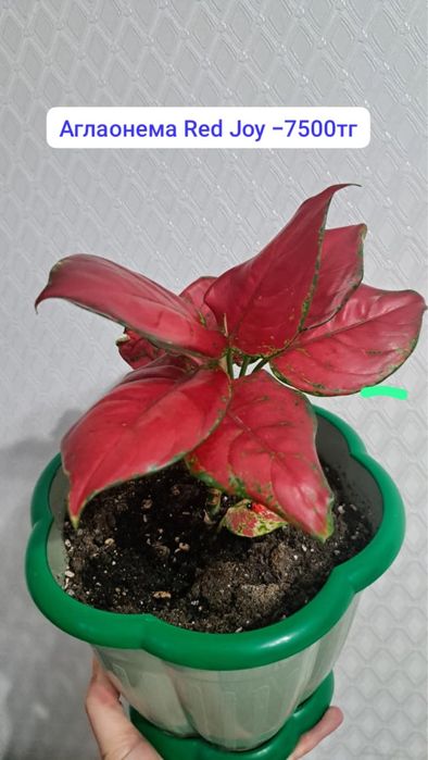 Диффенбахия и Аглаонема, очень красивое комнатное растение