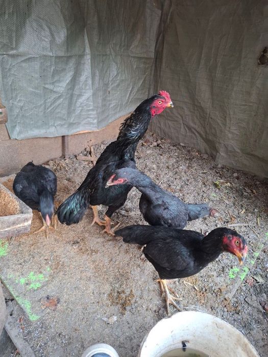 Hurozlar sotiladi zoti toza