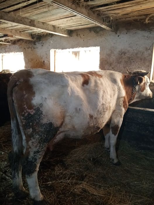 Vacii și vitei intercati