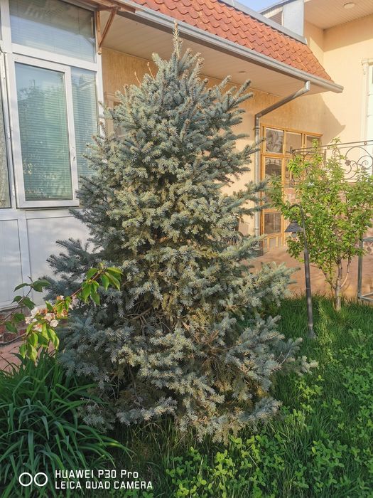 Ели голубые продаются