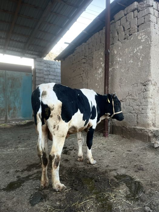 Бұқа сатылады сроч