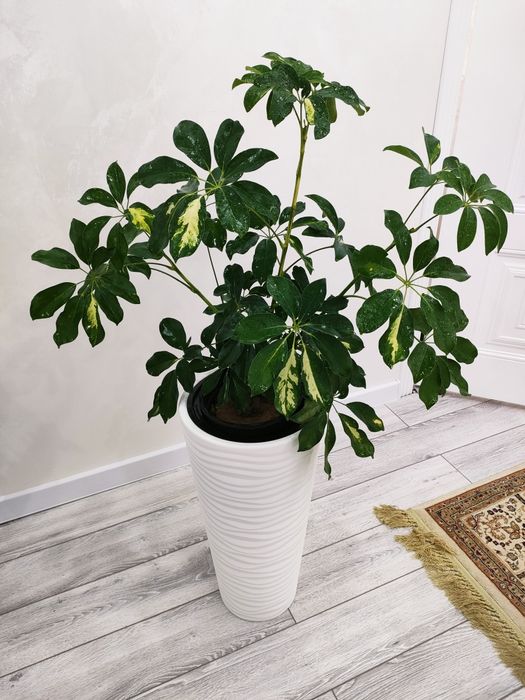 Растения.  Доставка