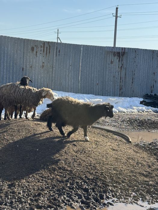 продается козы(ешкі теке)