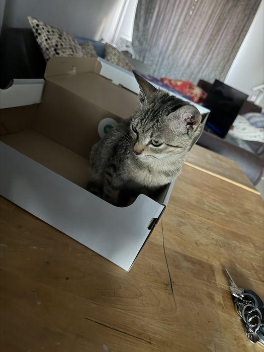 Adoptie pisica,zona Voluntari,Bucuresti
