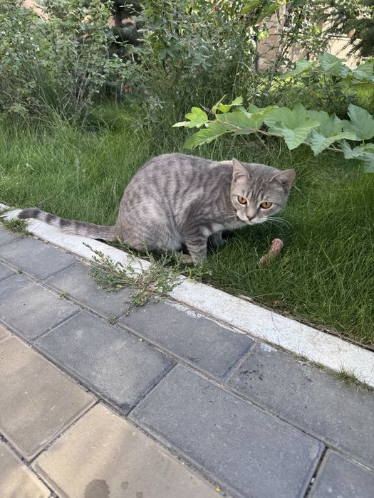 Срочно Пристраиваются кошки