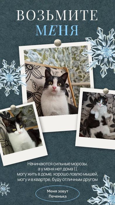 Милая  кошечка нуждается в доме