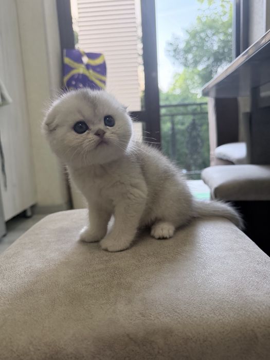 Шотланский Скоттиш Фолд! Шиншилла Серебро!