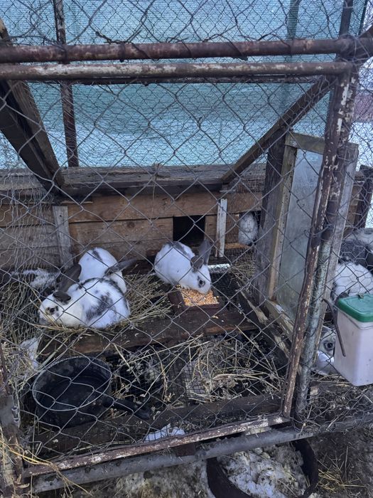 Pereche iepuri pentru reproductie sau sacrificat