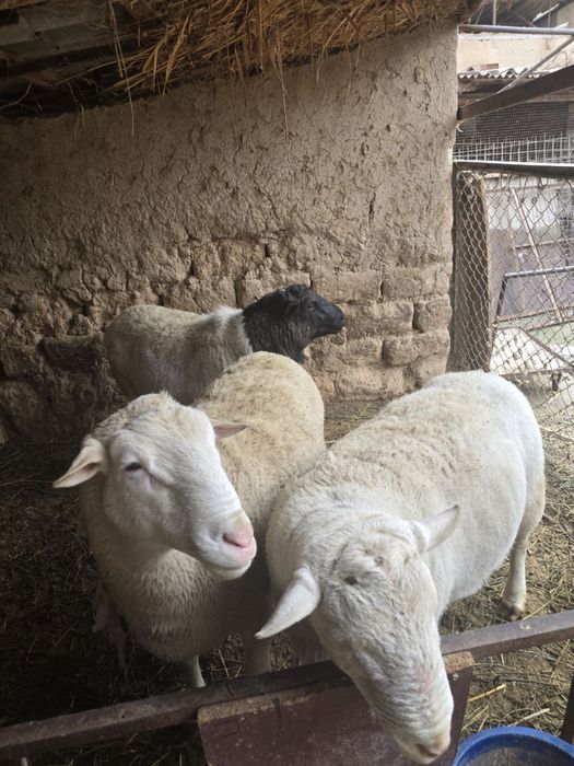 dorper qoylari sotiladi dropper