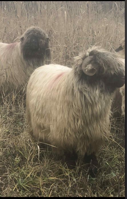 Vand  20 oii  si 4 berbecuti !