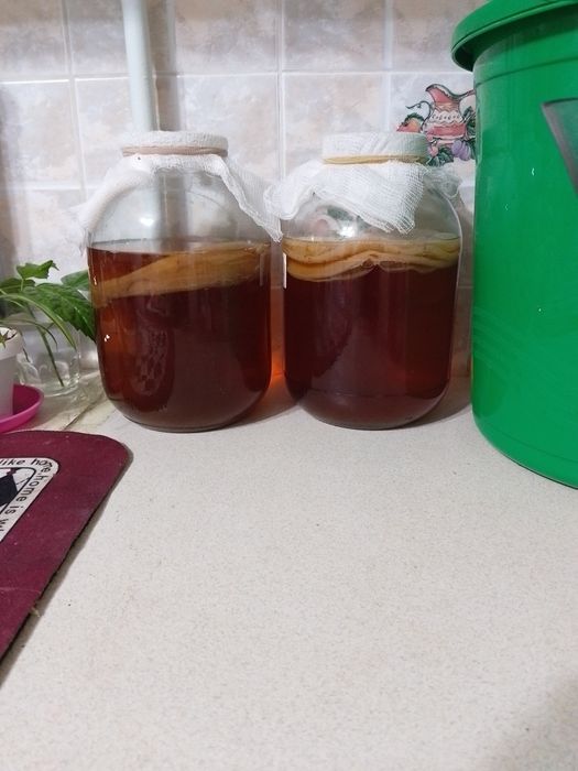 Чайный гриб домащныи