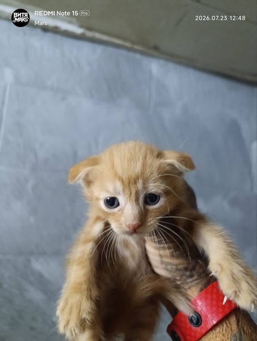 Котята Скоттиш-фолд