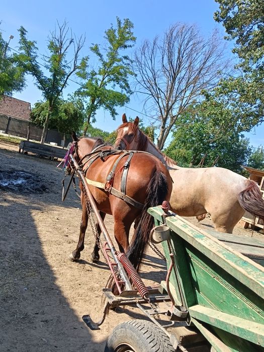 Vând iapă garantată la căruță