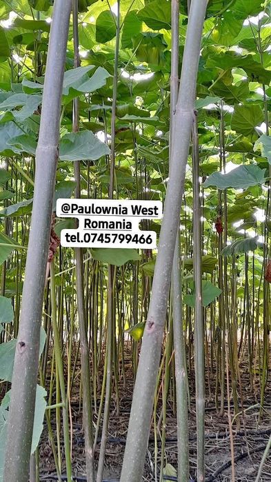 Direct din pepiniera proprie,copăcei si  butași Paulownia, creștere rapidă,3-5m/an