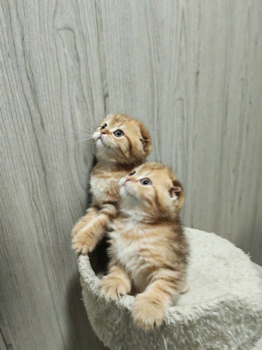 Шикарные малыши от правильной вязки