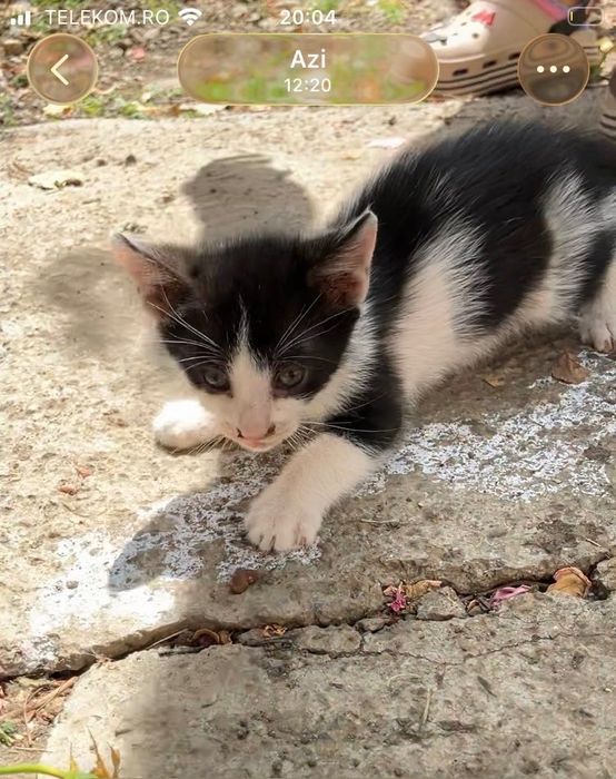 pui de pisică - adopție