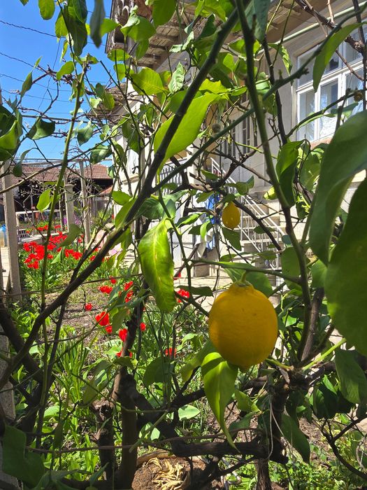 Голямо лимоново дърво