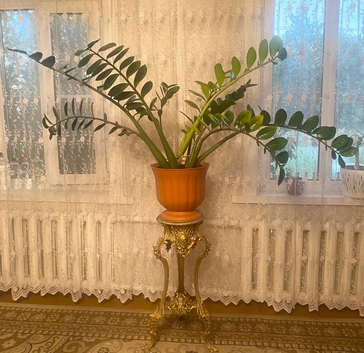 Продам замиокулькас - долларовое дерево