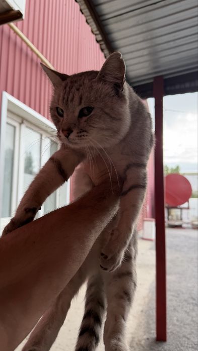 Отдам даром в хорошие руки кота