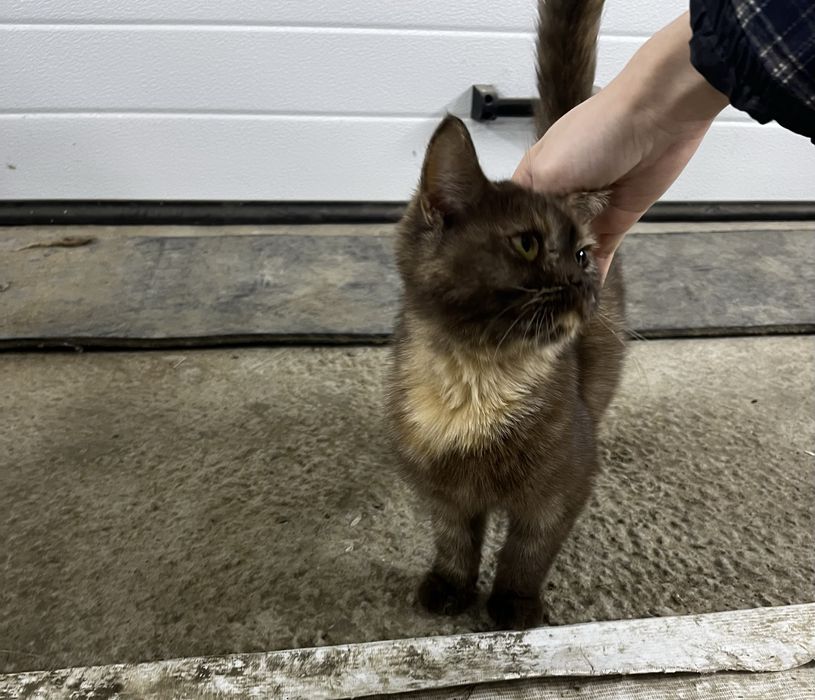 В добрые руки! Котёнок мальчик