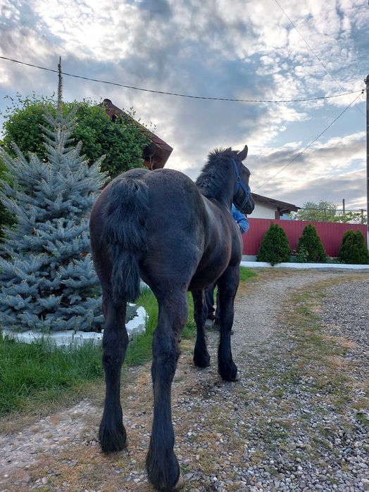 Mânză semigrea de vânzare