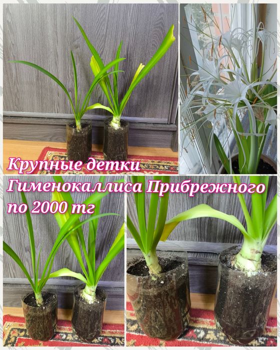 Филодендроны, гименокаллис и др.