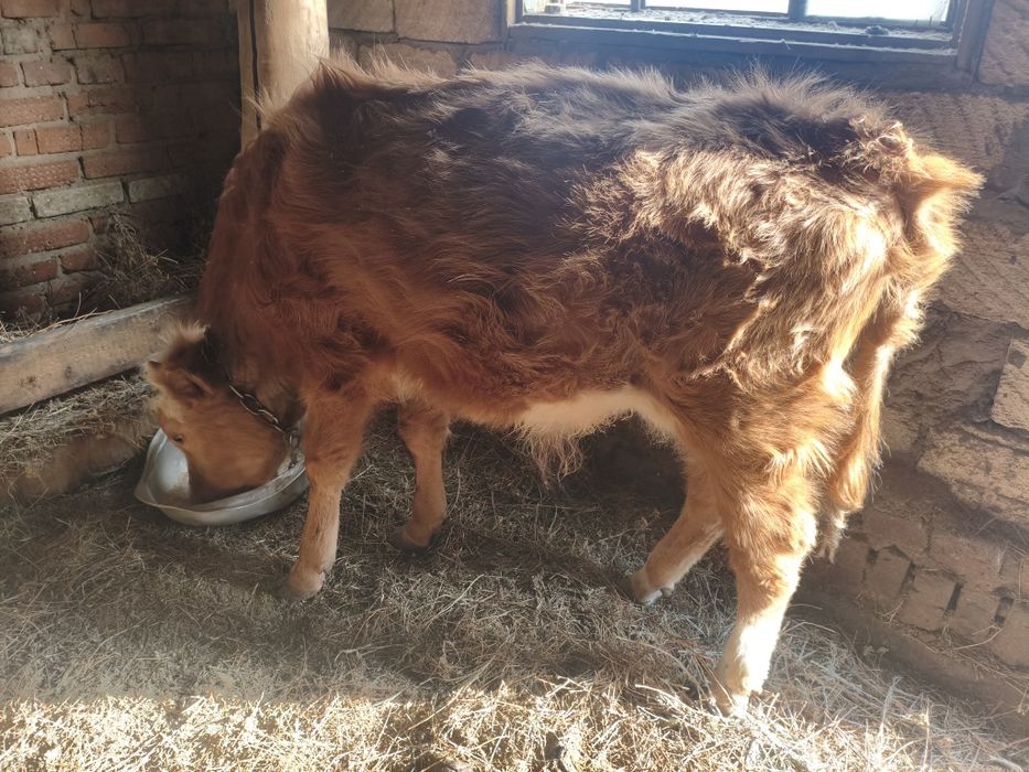 Продам бычка и телочку