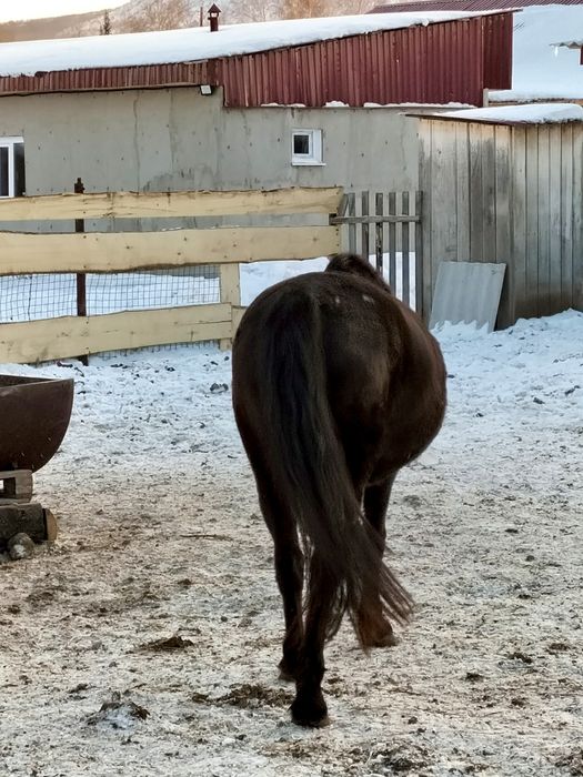 Лошади с откорма