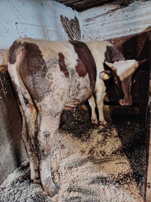 Vand Taur pentru monta