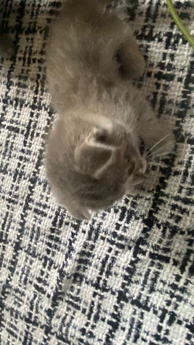 Шотландские котята продаются