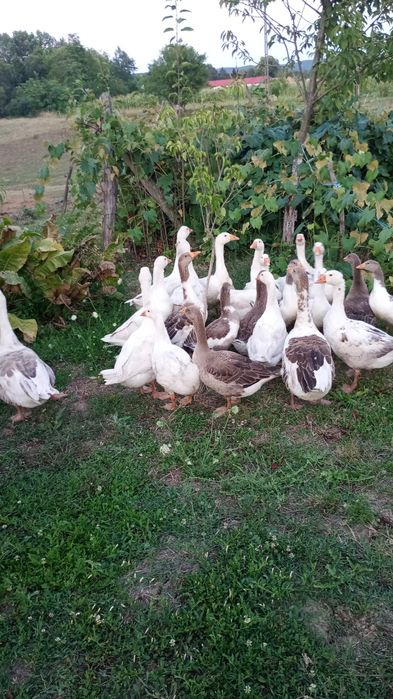 Gâște românești de vânzare