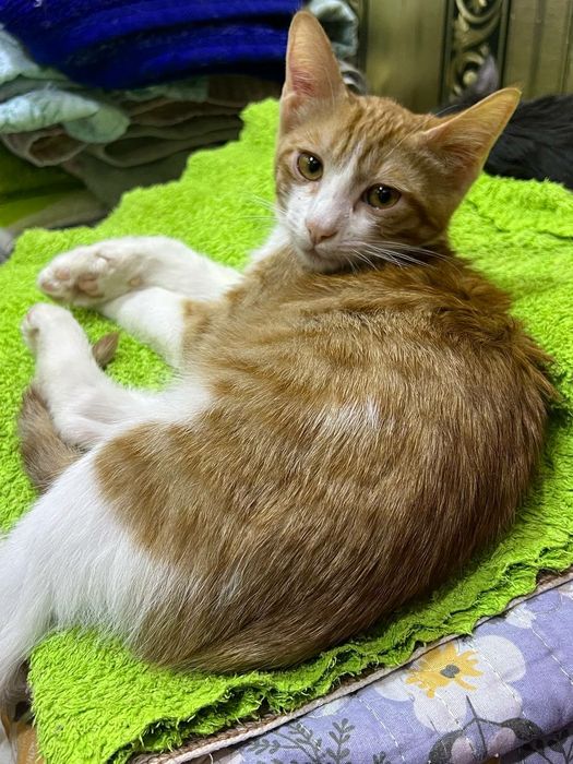 Котята в самые добрые руки