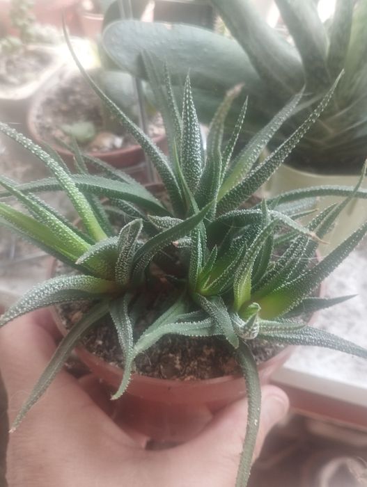 Суккуленты , Кактусы продаю