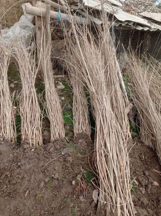 Tut ko'chatlari sotiladi optom narxda