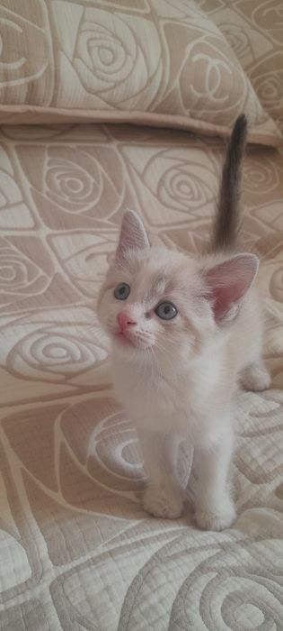 Отдам котёнка в хорошие руки