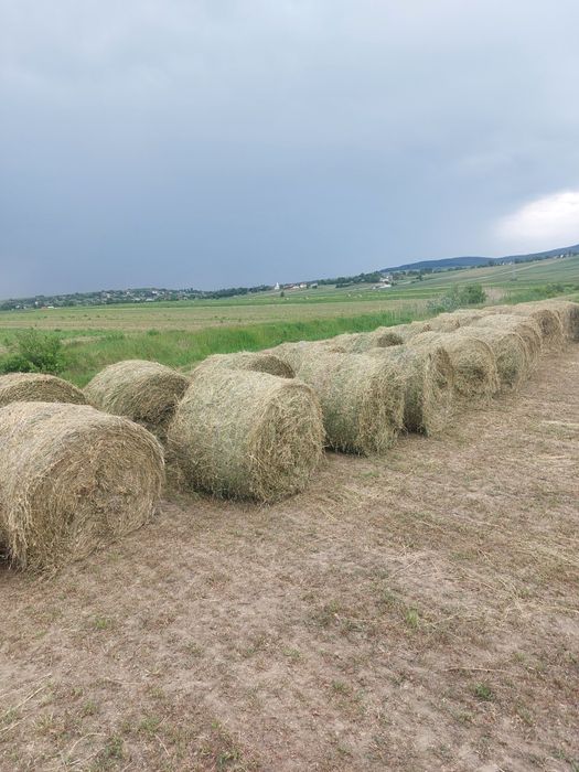 Baloti lucerna coasa 2 ,3