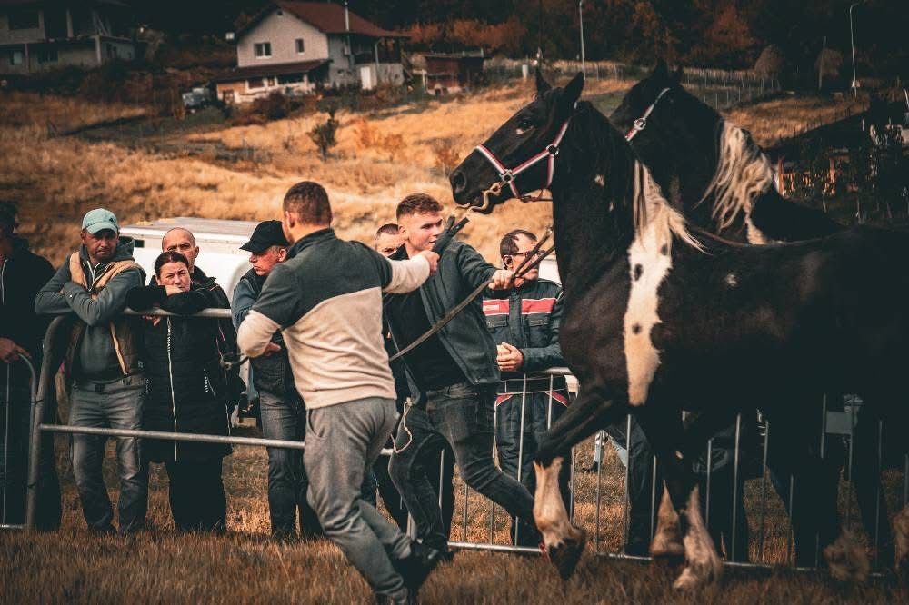 Vand sau schimb o iapa frizian si doi manji barok pinto metisi de friz