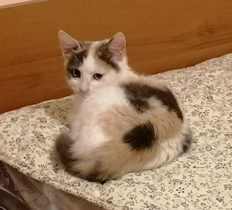 Подаряваме ваксинирано женско котенце на 3 месеца