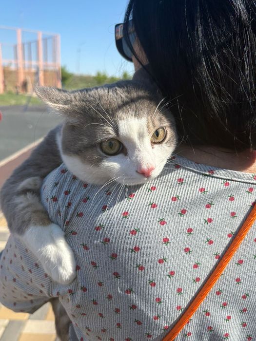 Отдам хорошие руки кота