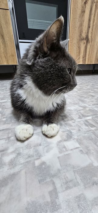 кот кастрат,  ищет доброго человека