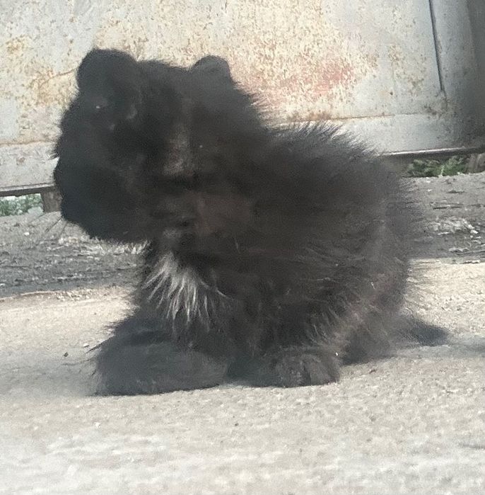 Котят Отдам в хорошие руки
