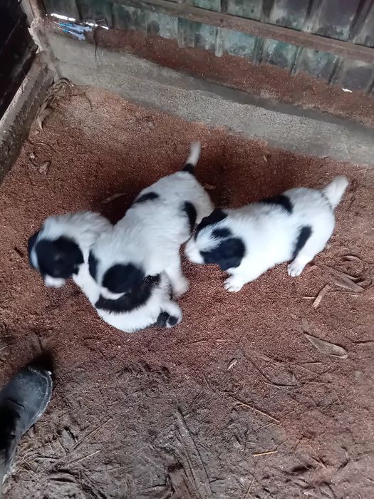 Catei ciobănesc de  Bucovina