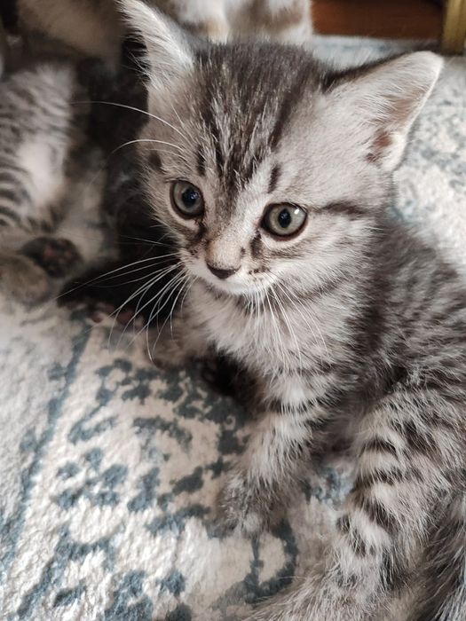 Котята домашние, в добрые руки